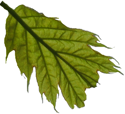 A copak je tohle za list?